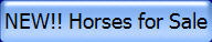 Horses for Sale