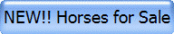 NEW!! Horses for Sale